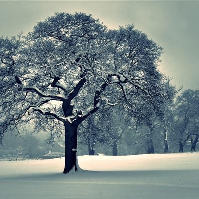 双赢彩票官方下载